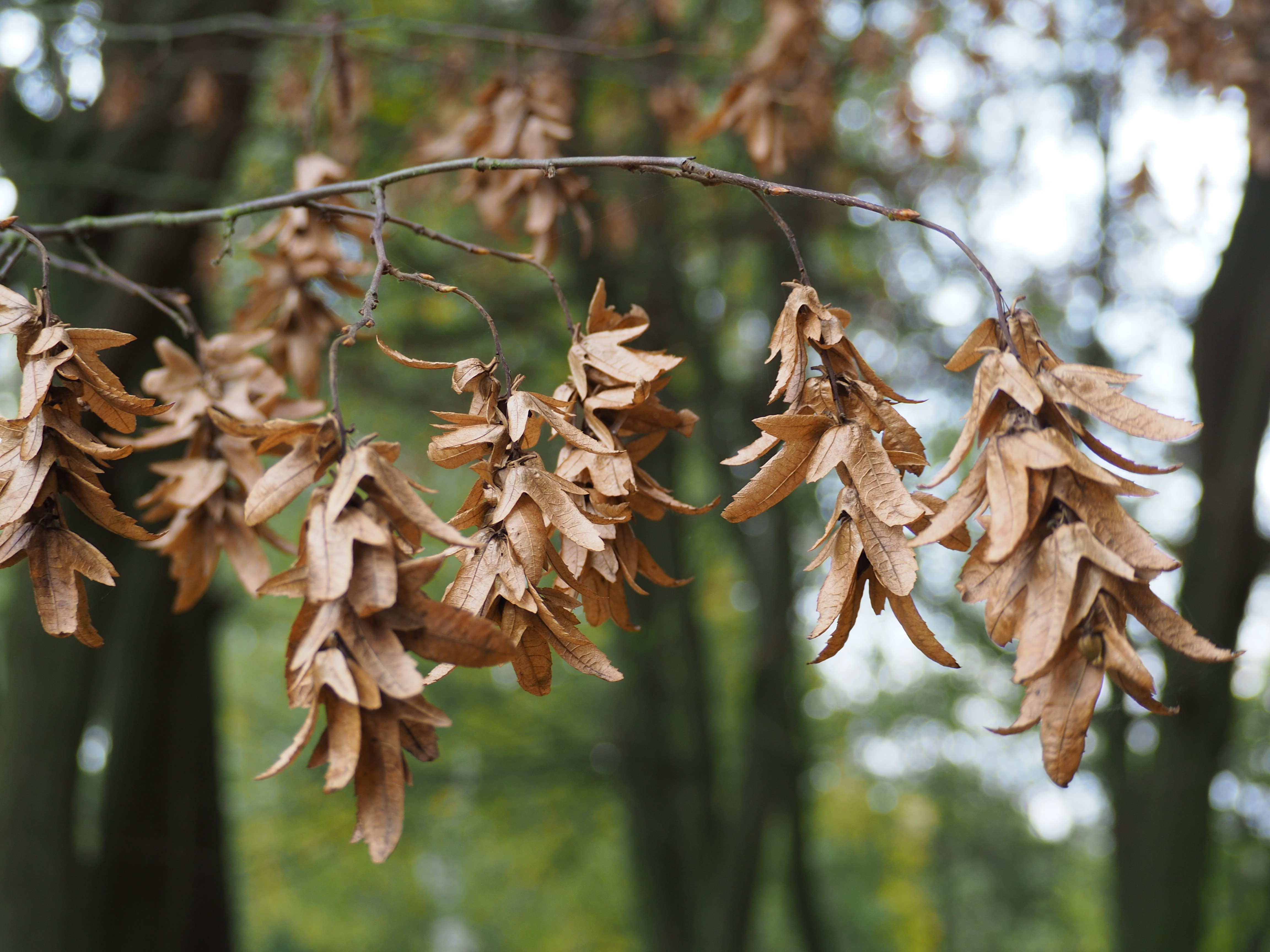 Carpinus betulus - P. copini
